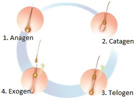 Image of the stages of hair growth on the body